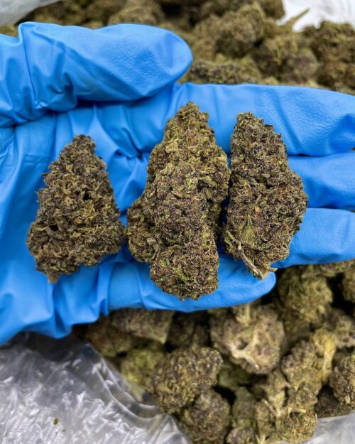 Alpine Crush - Flower > Flower - Mids | Ganja Deals