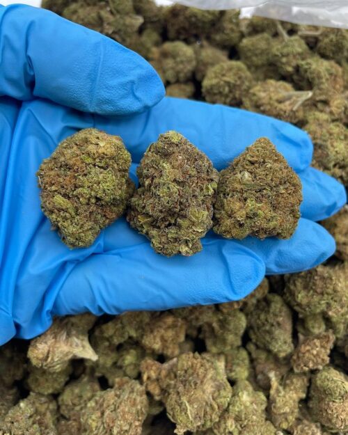 Jungle Dream - Flower > Flower - Lows | Ganja Deals