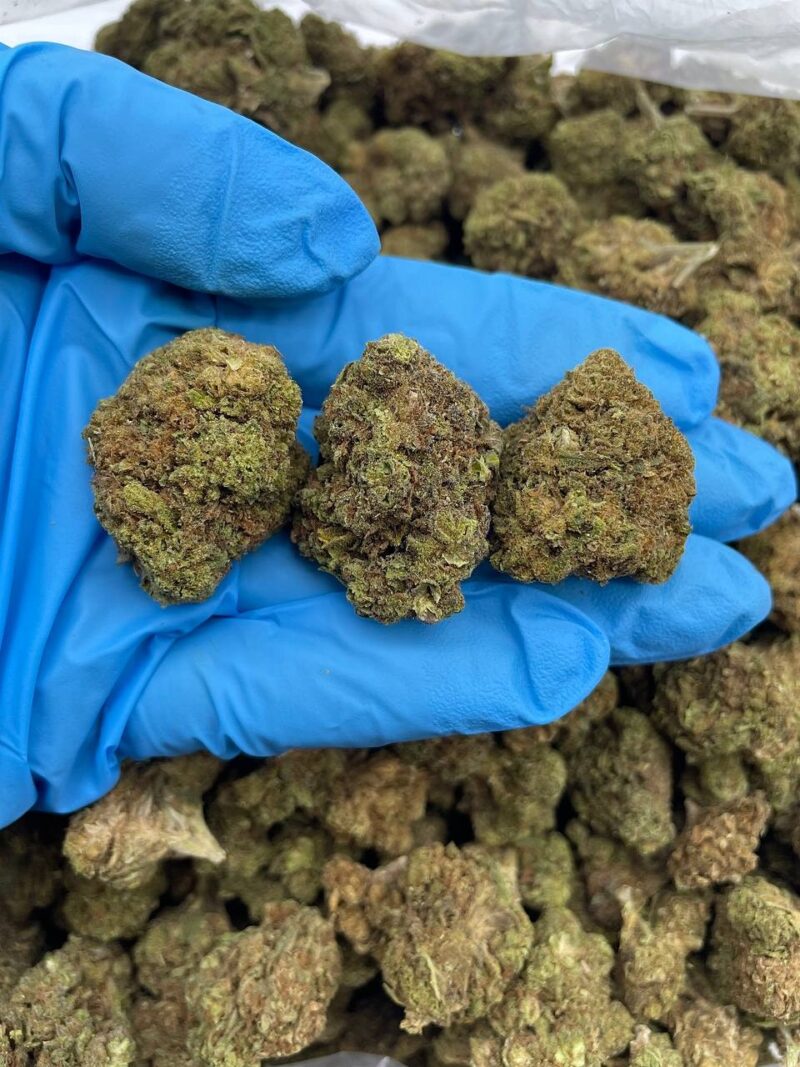 Jungle Dream - Flower > Flower - Lows | Ganja Deals