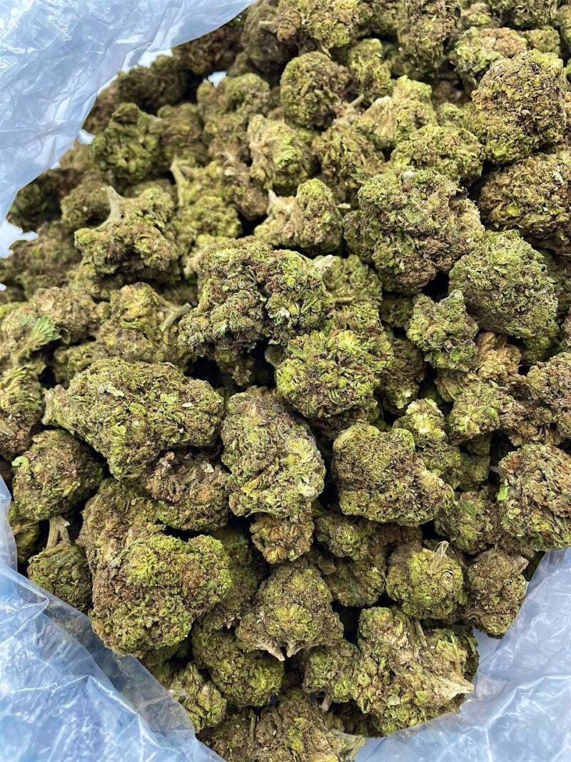 Buy Jungle Dream Online at Ganja Deals