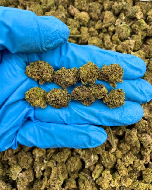 Cookie Fritter - Flower > Flower - Lows | Ganja Deals