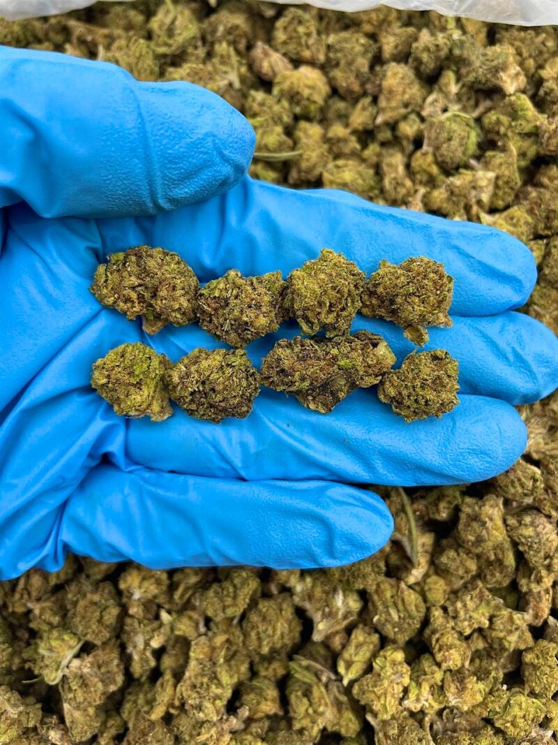 Cookie Fritter - Flower > Flower - Lows | Ganja Deals