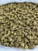Buy Cookie Fritter Online at Ganja Deals