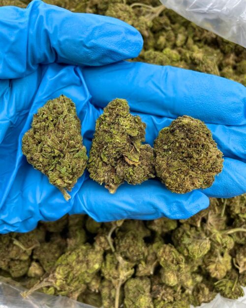 Choco Twist - Flower > Flower - Lows | Ganja Deals