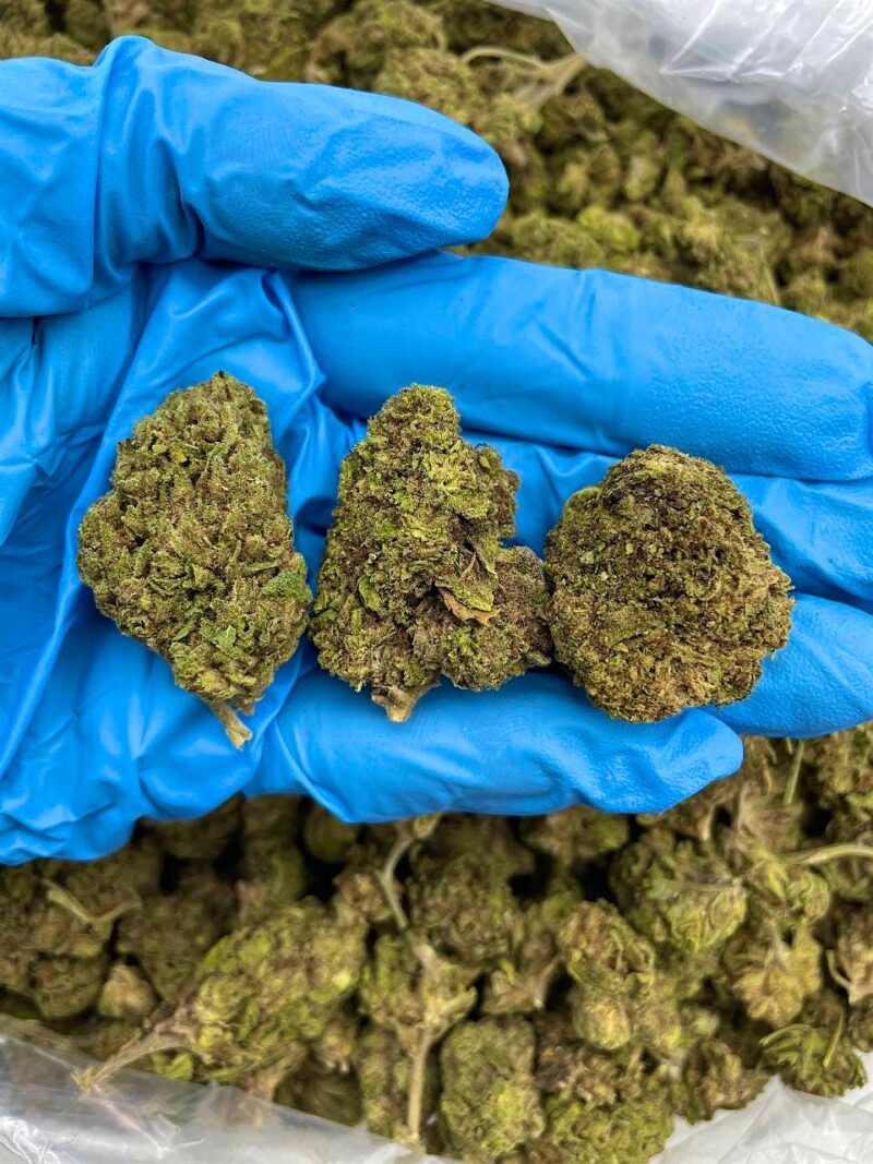 Choco Twist - Flower > Flower - Lows | Ganja Deals