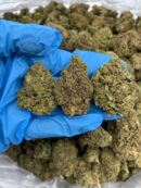 Candy Haze - Flower > Flower - Lows | Ganja Deals