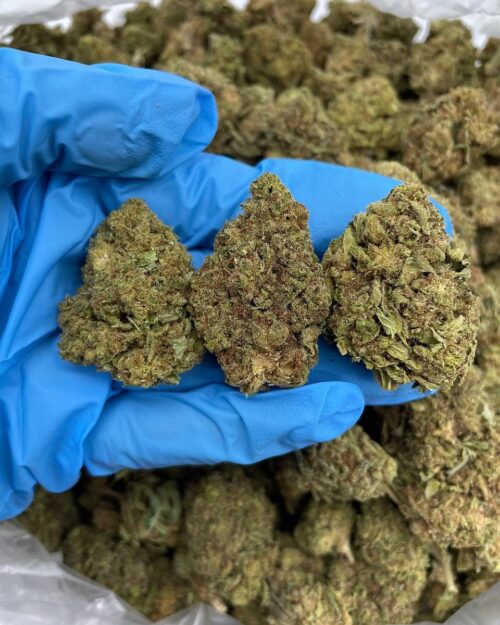 Candy Haze - Flower > Flower - Lows | Ganja Deals