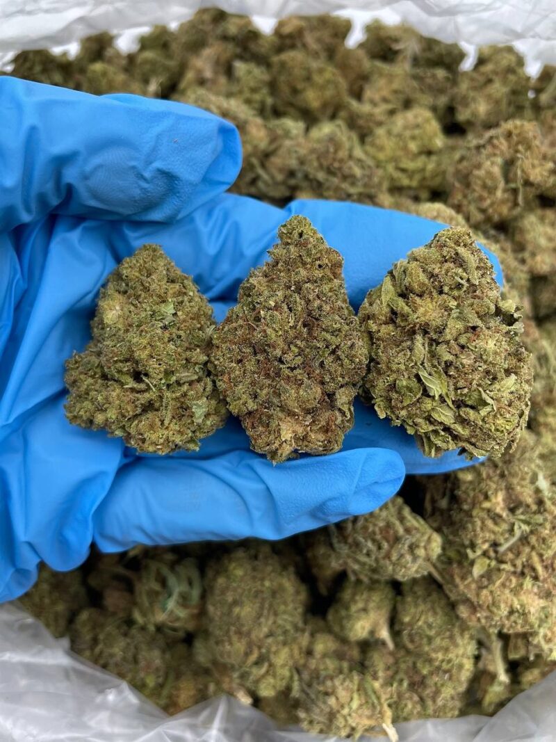 Candy Haze - Flower > Flower - Lows | Ganja Deals