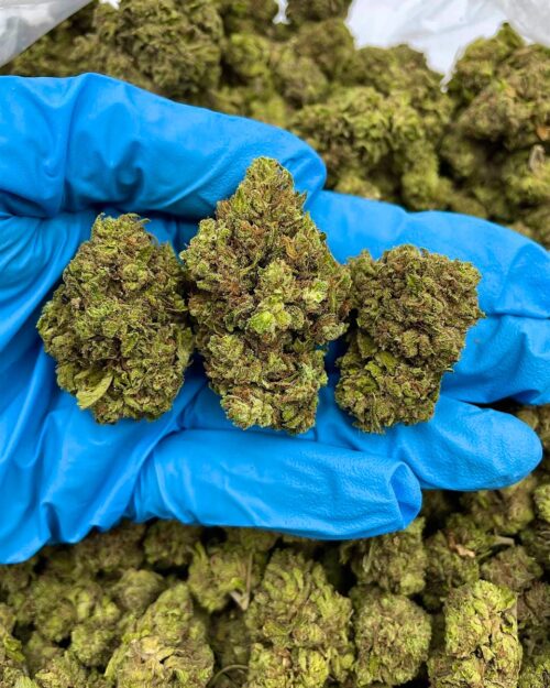 Prince Of Poison - Flower > Flower - Mids | Ganja Deals