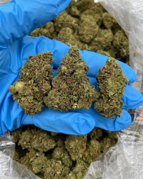 Citrus Blast - Flower > Flower - Mids | Ganja Deals