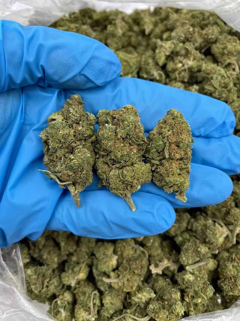 Starburst Haze - Flower > Flower - Mids | Ganja Deals