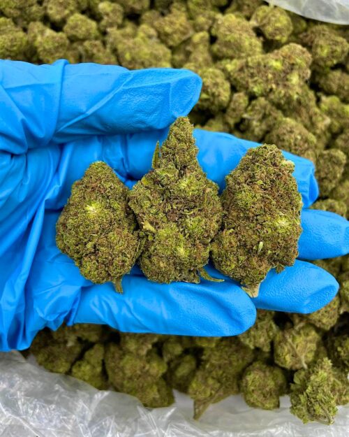 Kingslayer - Flower > Flower - Mids | Ganja Deals