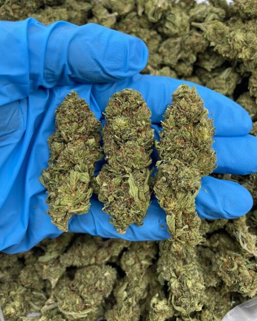 Purple Tang - Flower > Flower - Mids | Ganja Deals