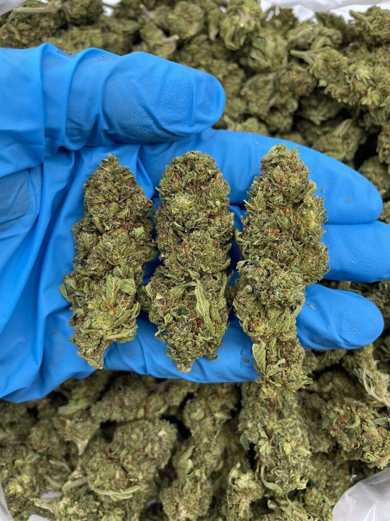 Purple Tang - Flower > Flower - Mids | Ganja Deals