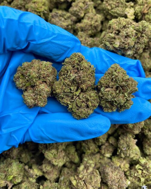 Frosty Haze - Flower > Flower - Mids | Ganja Deals
