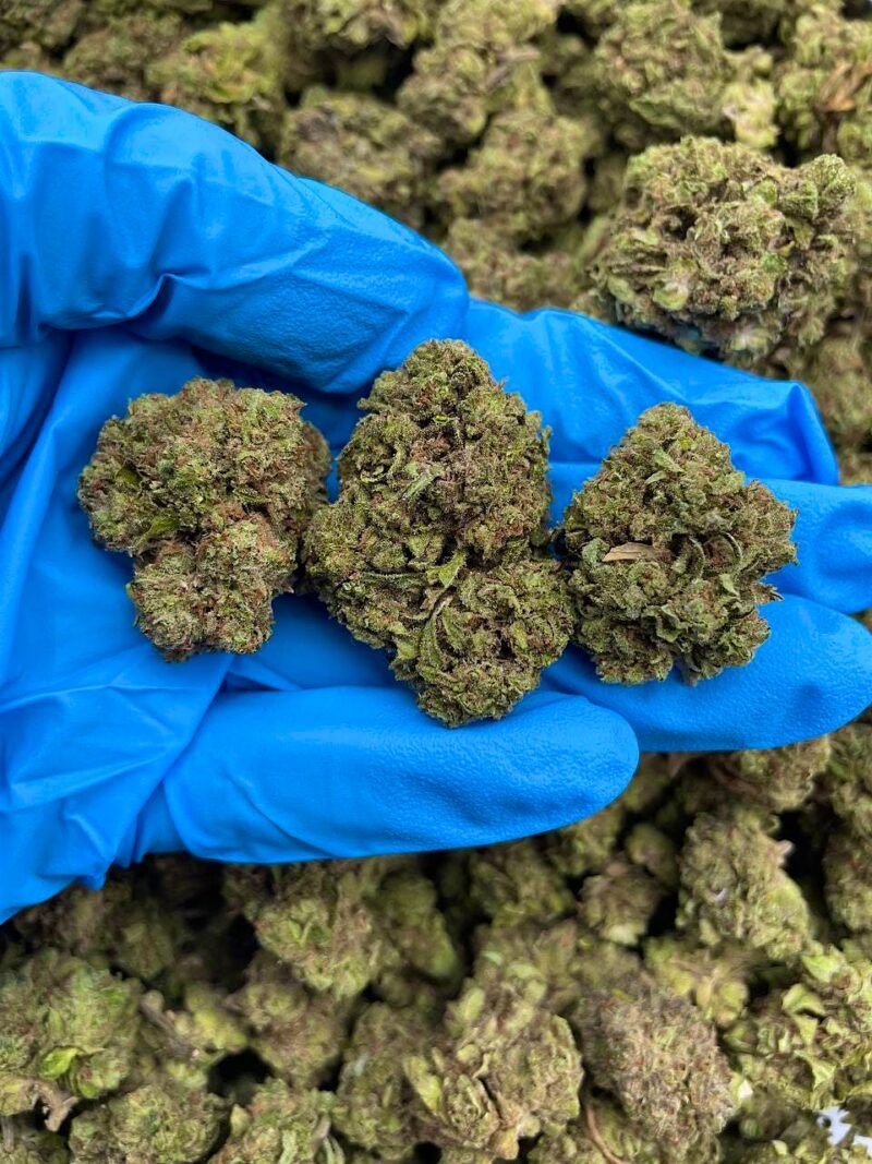 Frosty Haze - Flower > Flower - Mids | Ganja Deals
