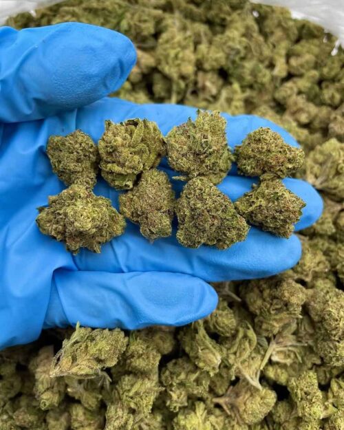 Magic Gas - Flower > Flower - Mids | Ganja Deals