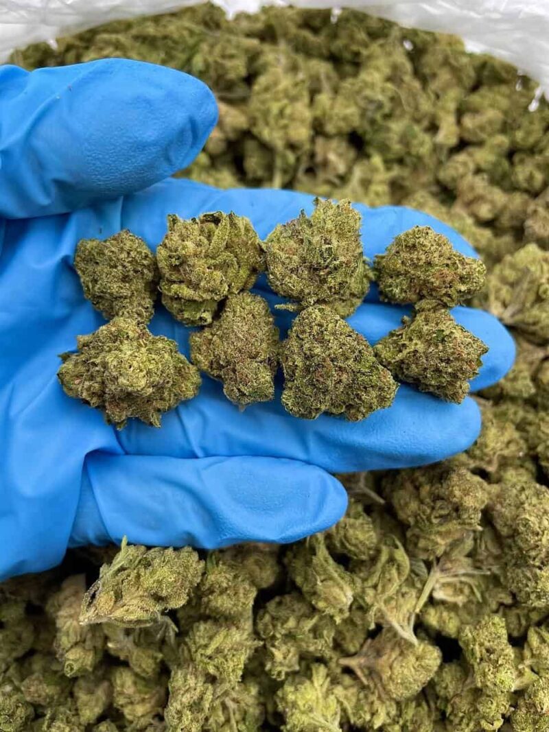 Magic Gas - Flower > Flower - Mids | Ganja Deals