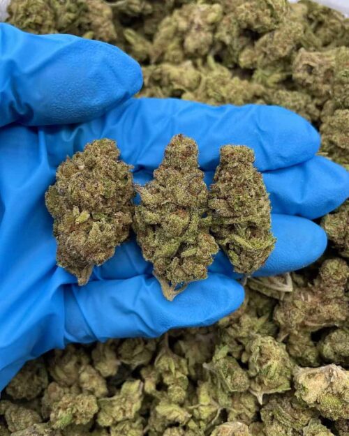 Cherry Eclipse - Flower > Flower - Mids | Ganja Deals