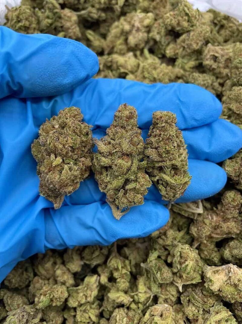 Cherry Eclipse - Flower > Flower - Mids | Ganja Deals