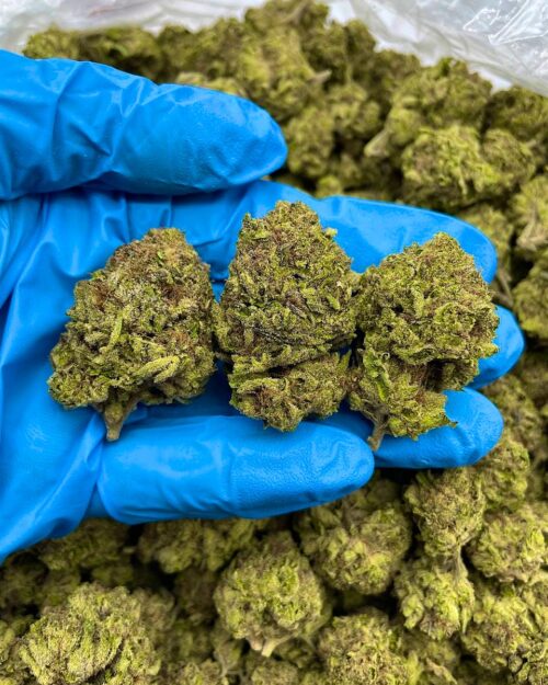 Frosty Rocks - Flower > Flower - Mids | Ganja Deals