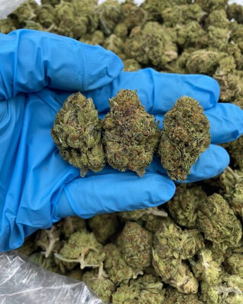 Lights Out - Flower > Flower - Mids | Ganja Deals