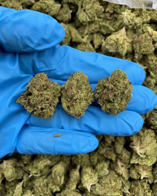 Double Citrus Twist - Flower > Flower - Mids | Ganja Deals