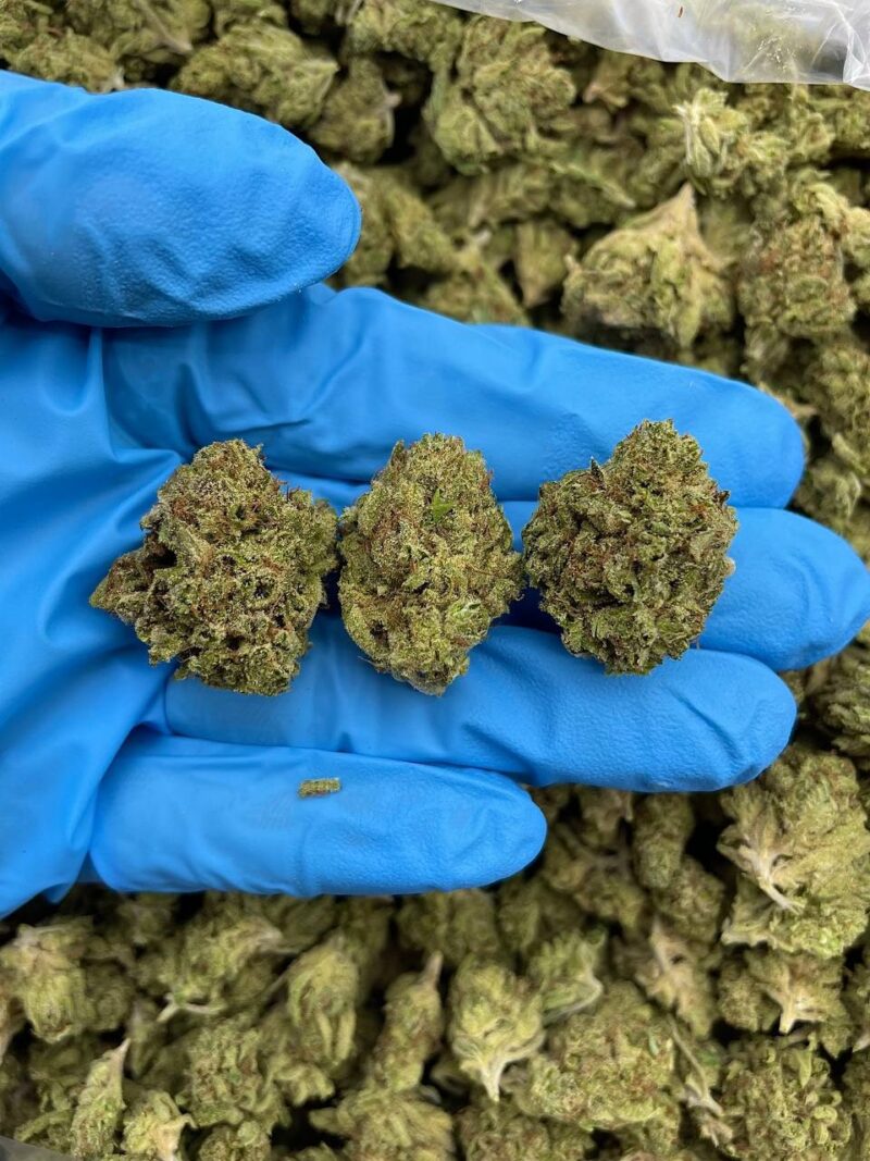 Double Citrus Twist - Flower > Flower - Mids | Ganja Deals
