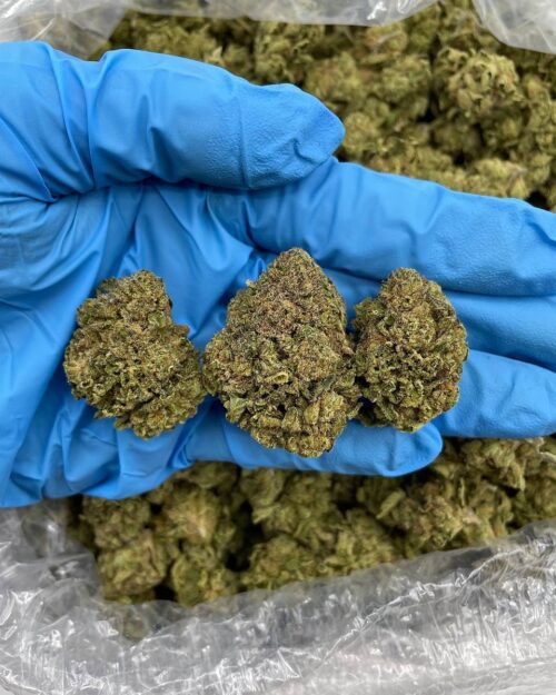 Brownie Brittle - Flower > Flower - Mids | Ganja Deals