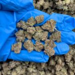 Gorilla Glue