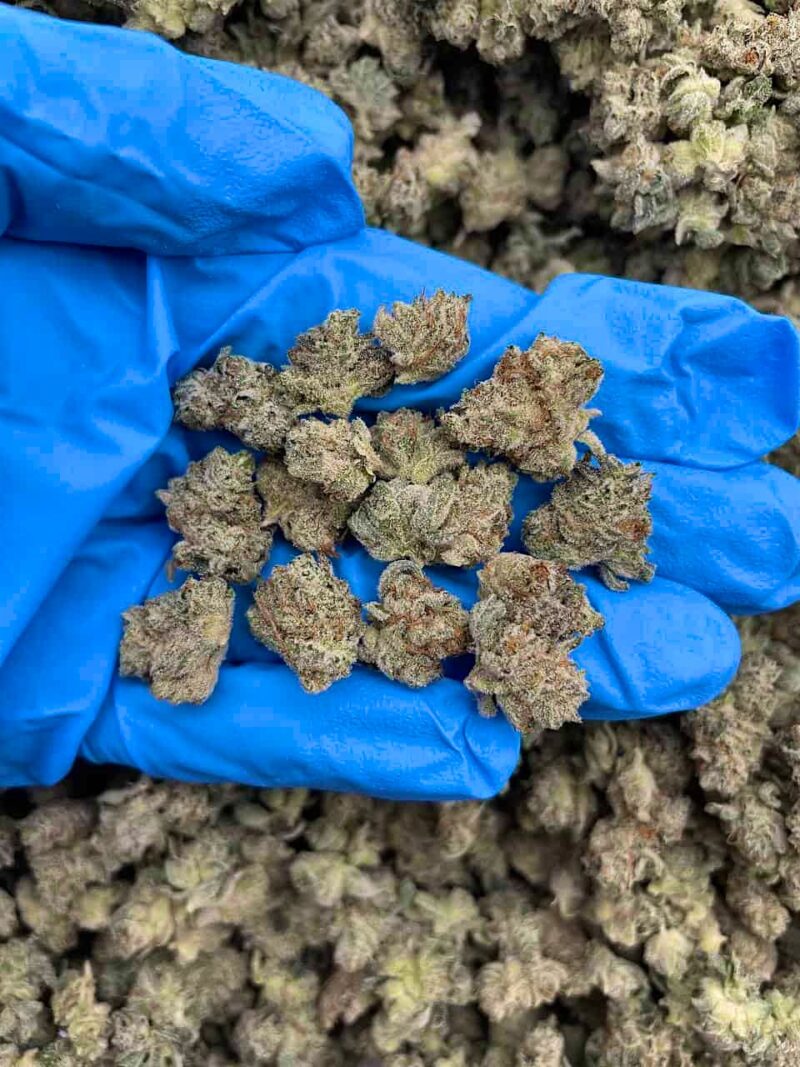 Gorilla Glue - Flower > Indoor Smalls | Ganja Deals