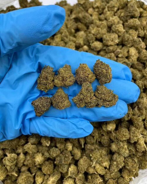 Marshmellow Runtz - Flower > Flower - Mids | Ganja Deals