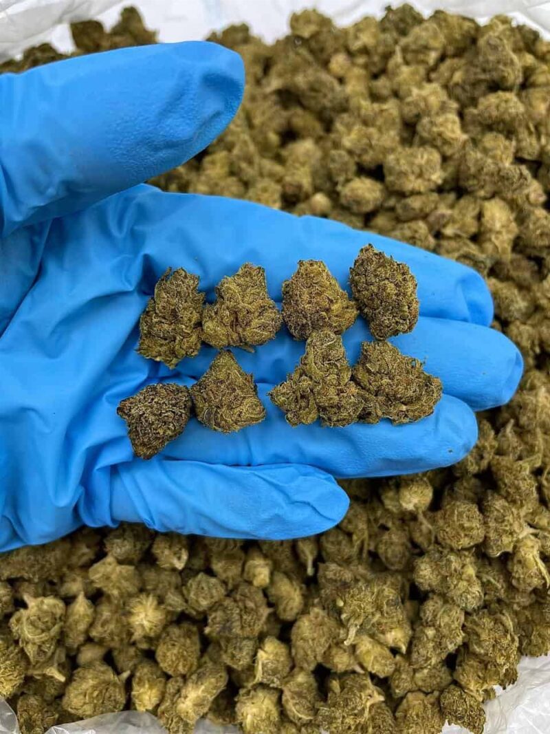 Marshmellow Runtz - Flower > Flower - Mids | Ganja Deals