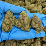 Lemon Haze