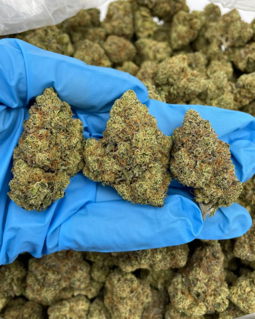 Lemon Haze Premium Flower