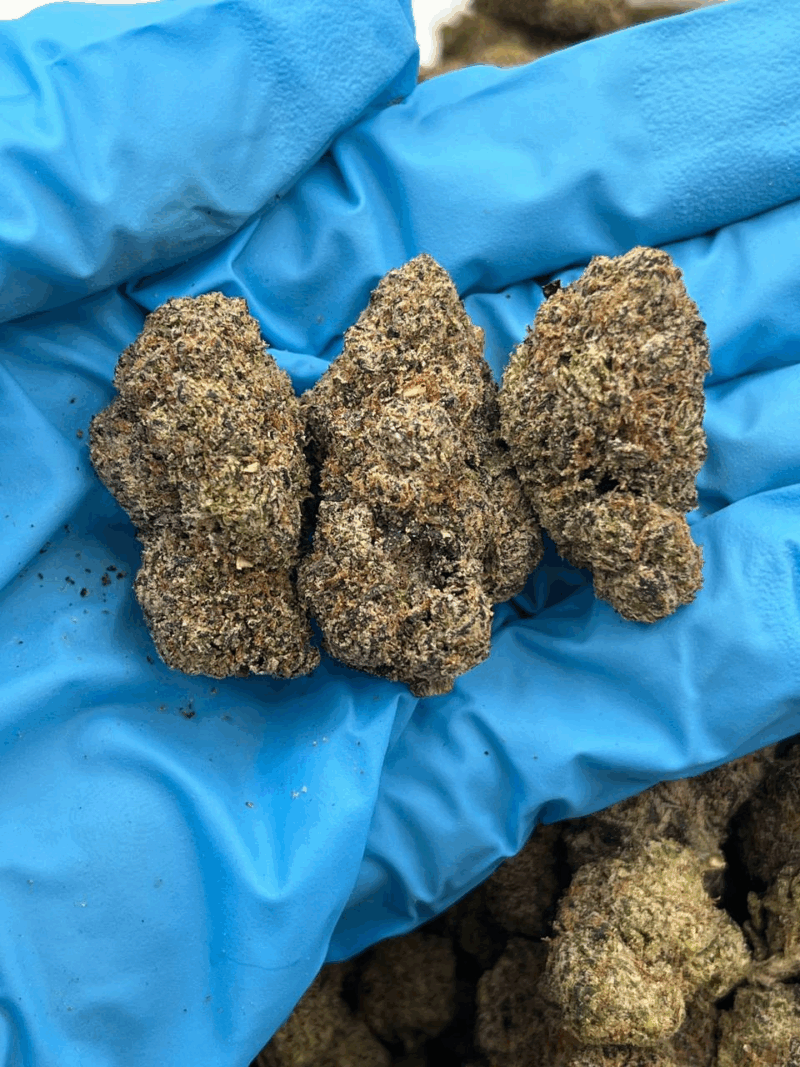 Blueberry Pop Rocks
