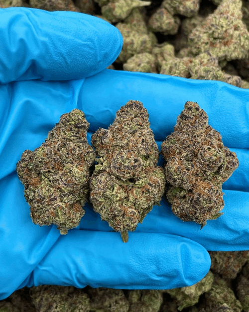 Ultra Violet