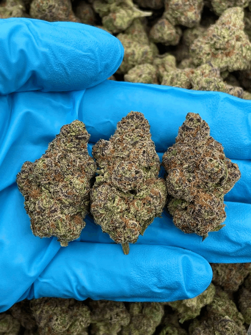 Ultra Violet