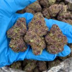 Jungle Purpz