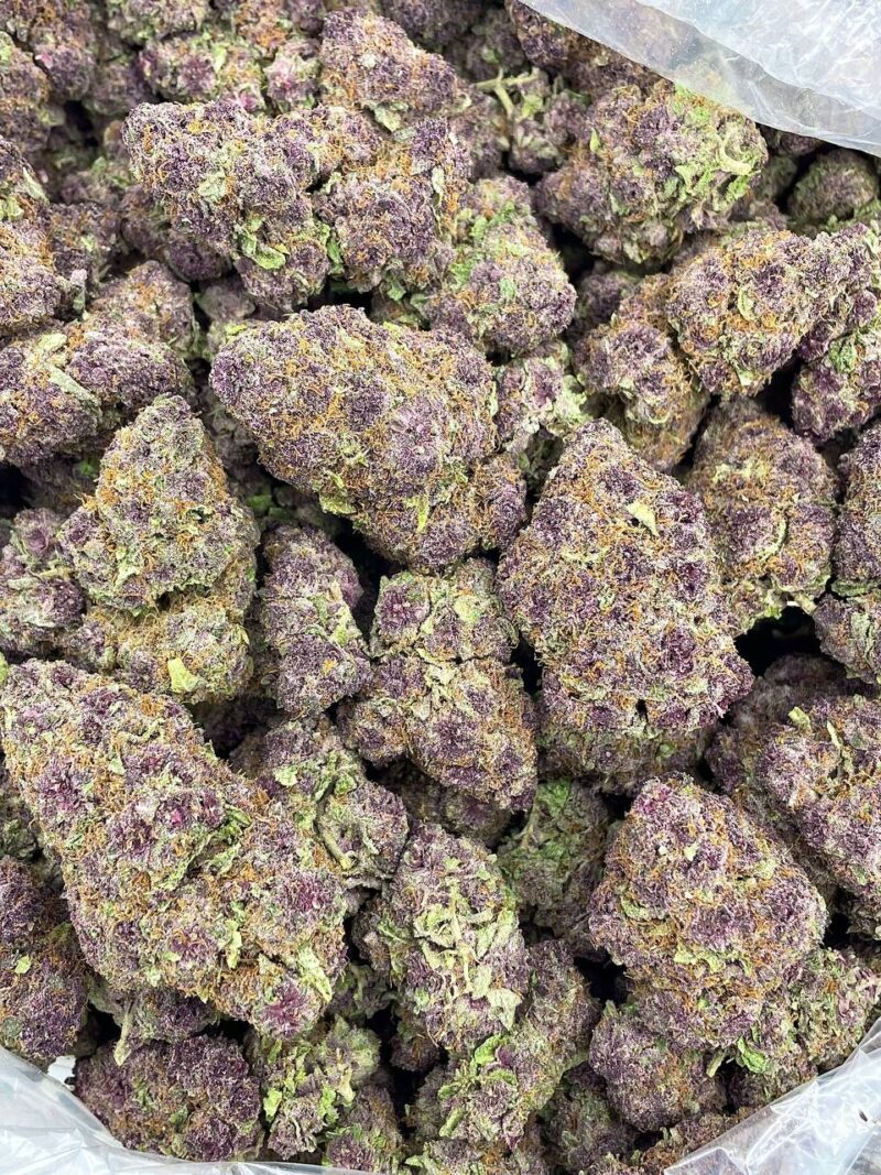 jungle purpz 2