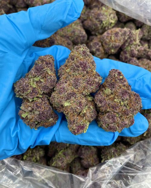 jungle purpz