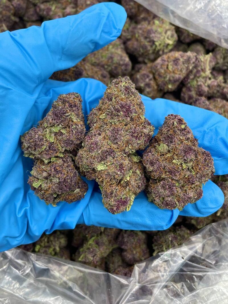 Jungle Purpz